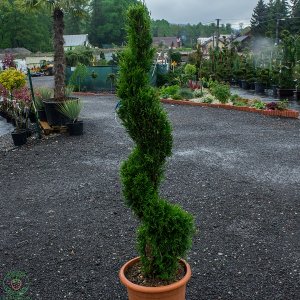 Tuja západná (Thuja occidentalis) ´SMARAGD´ - výška 130-150cm, kont. C24L - ŠPIRÁLA